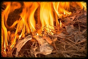 BrushFire-383213-edited.jpg